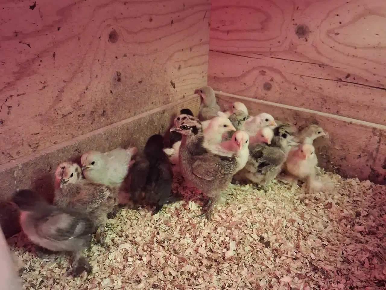 Billede 2 - Millefleur