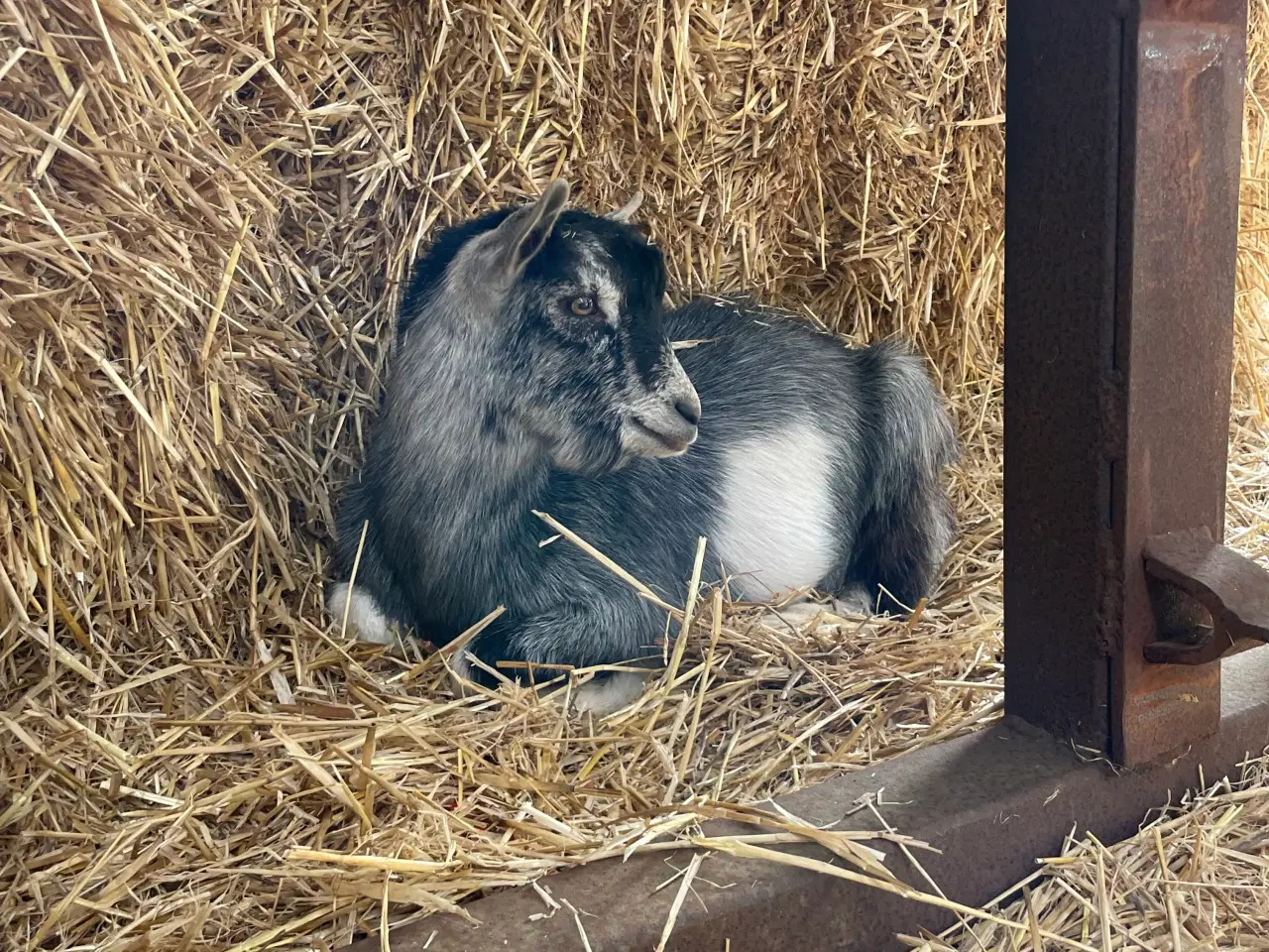Billede 1 - Gedebuk 5 måneder (uden horn)