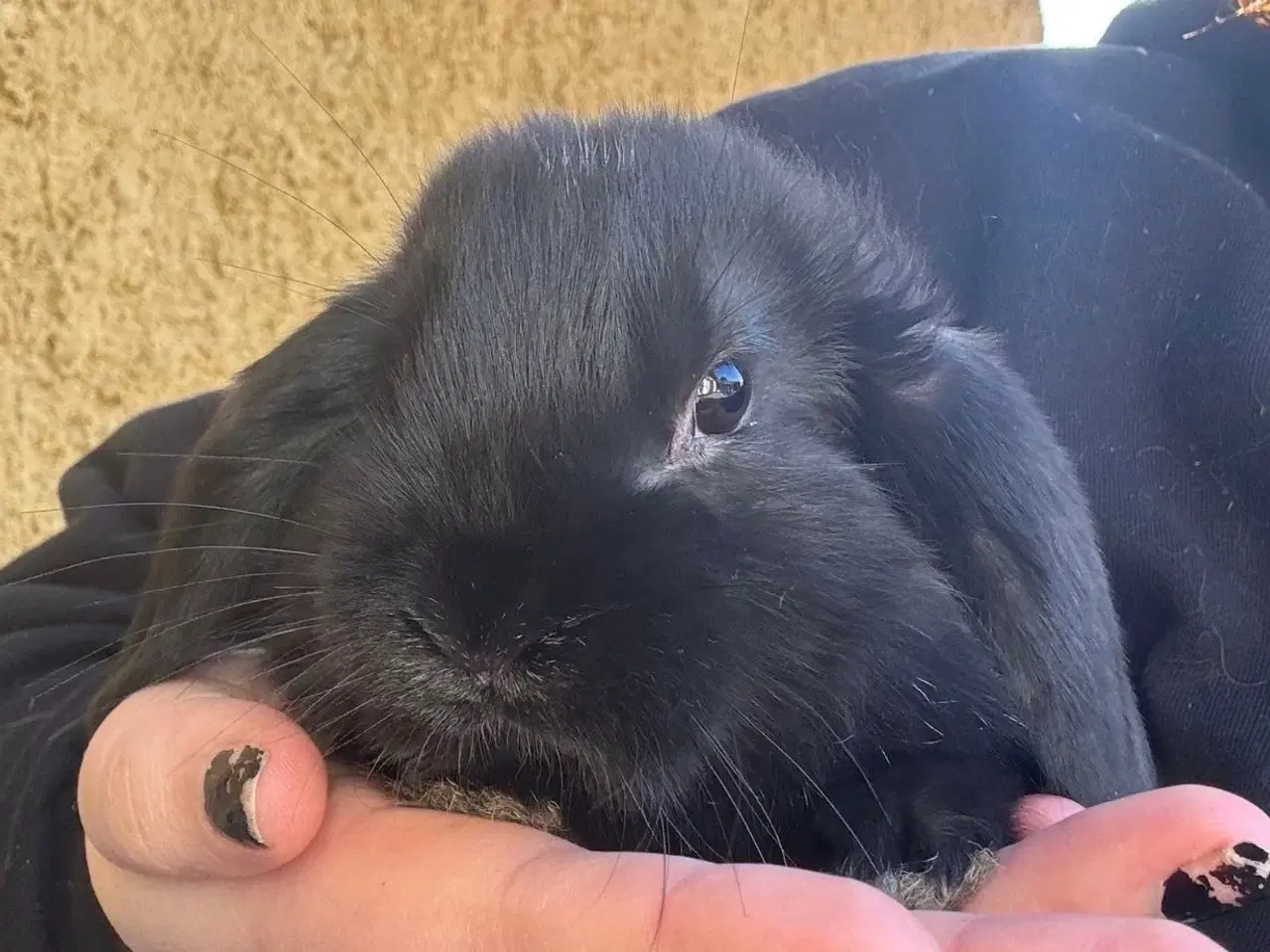 Billede 12 - Han Dværgvædder unger sælges 