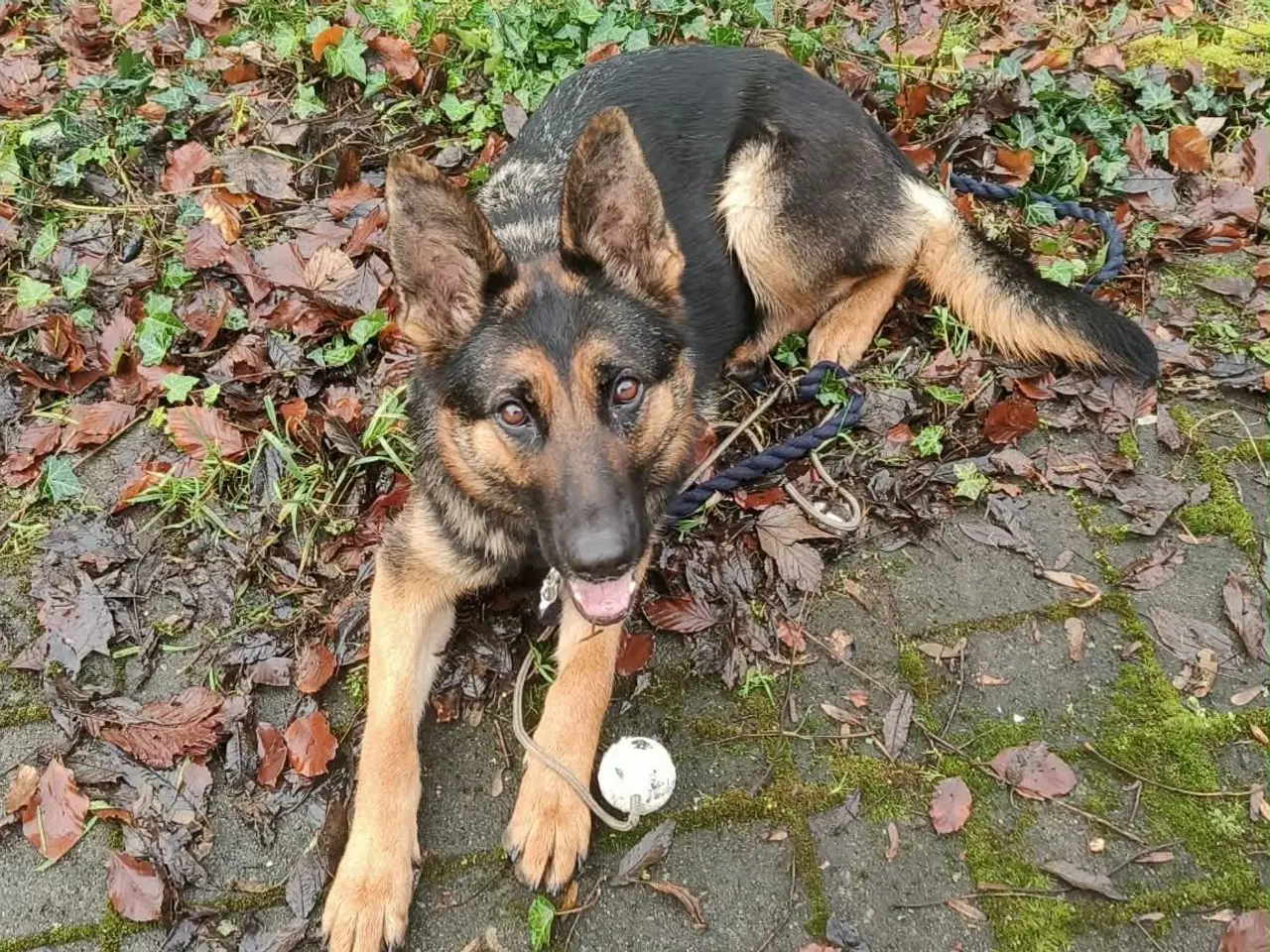 Billede 5 - Schæfer søger nyt hjem 