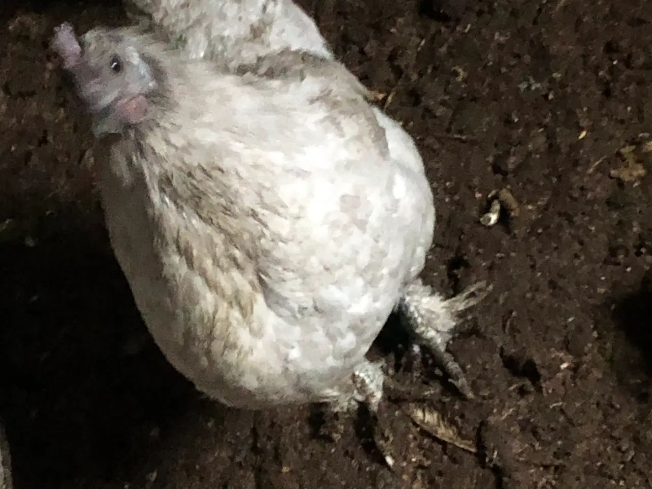 Billede 3 - 1.2 blandet race