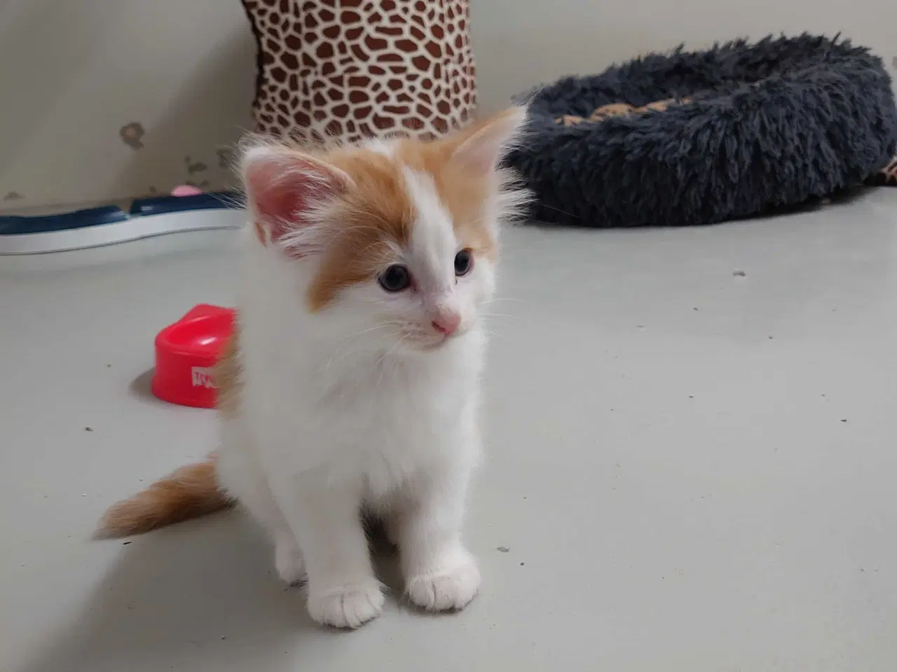 Billede 4 - Norsk skovkat