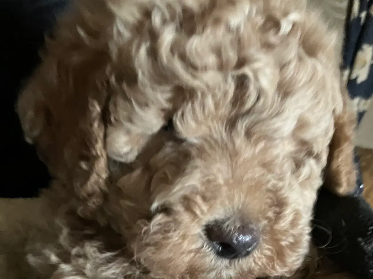 Billede 4 - Mellem labradoodle hvalpe Multigen