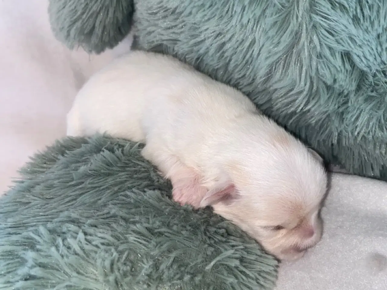 Billede 15 - Coton de tulear - Bomulds bamser
