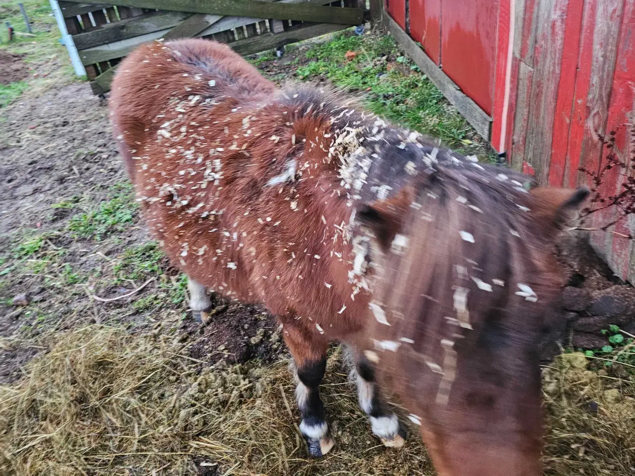 Billede 3 - Betten meget sød hingst 