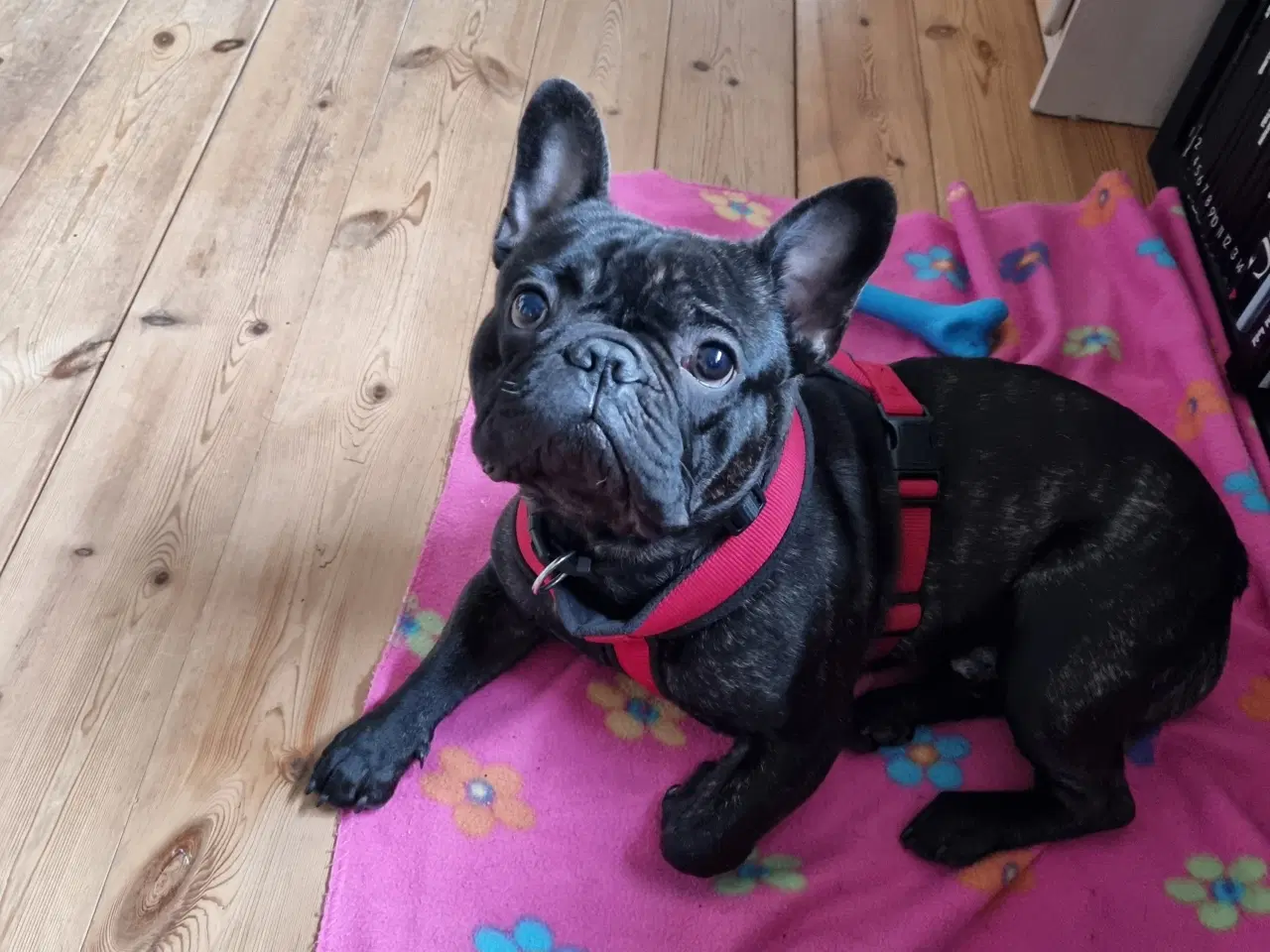 Billede 3 - Fransk bulldog