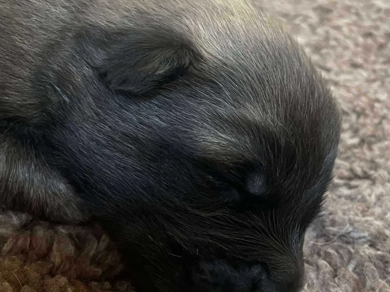 Billede 8 - Eurasier hvalpe sælges