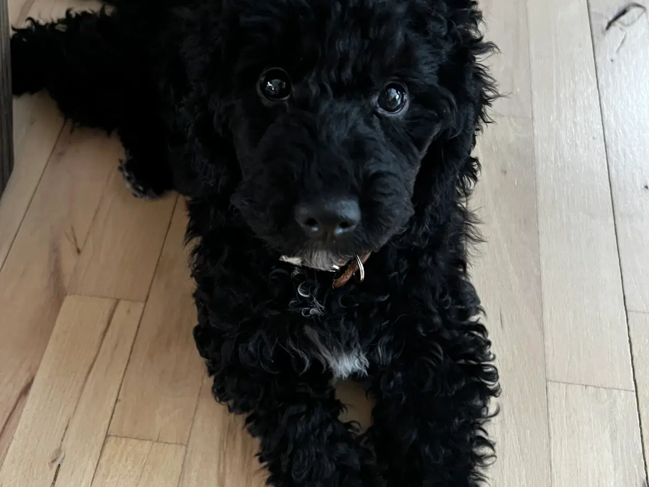 Billede 3 - Den sødeste puddelhvalp søger kærligt hjem