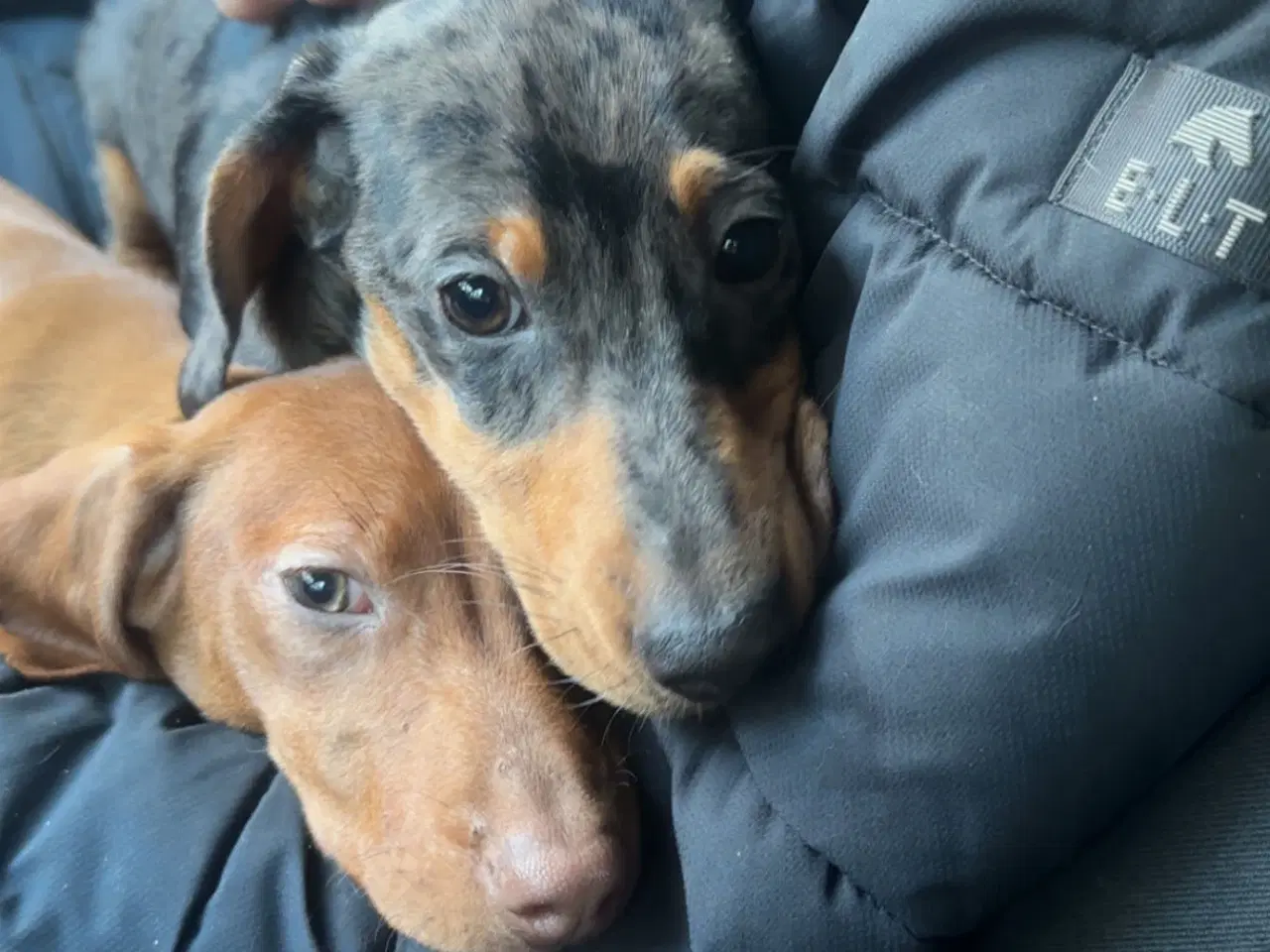 Billede 4 - Verdens sødeste gravhunde 