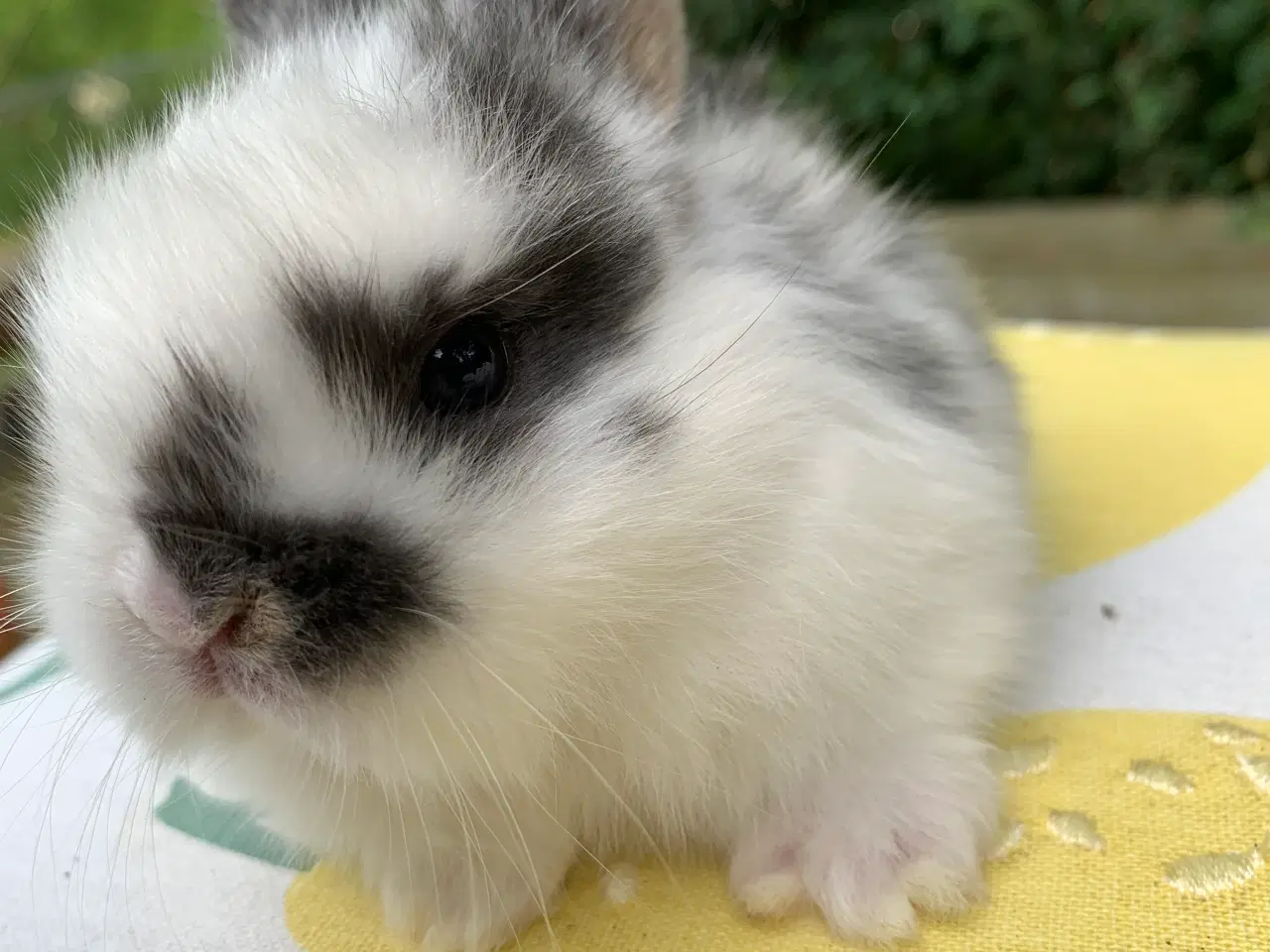 Billede 3 - Mini lop baby 