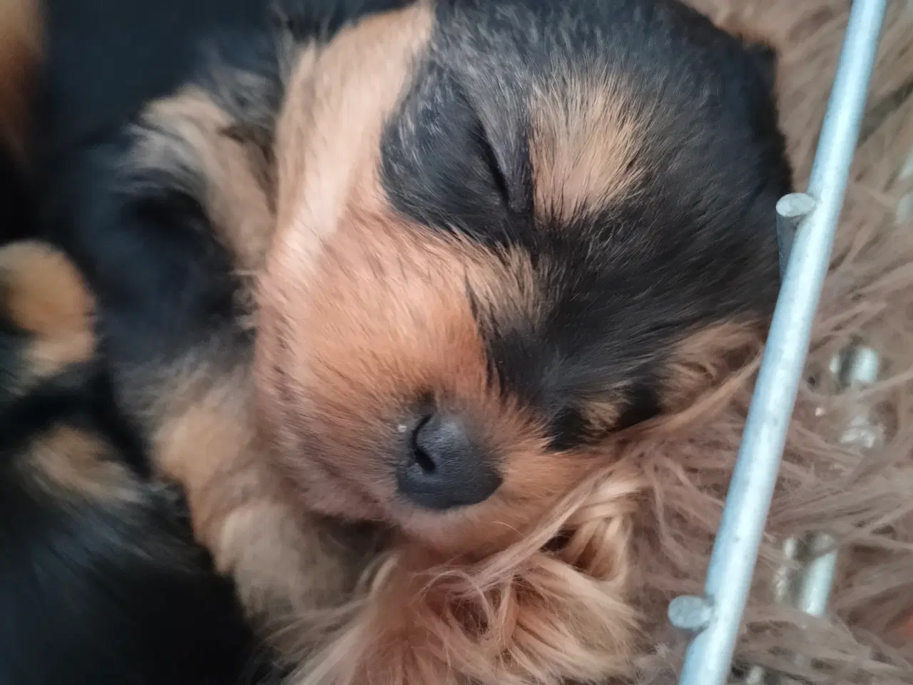 Billede 1 - York terrier 