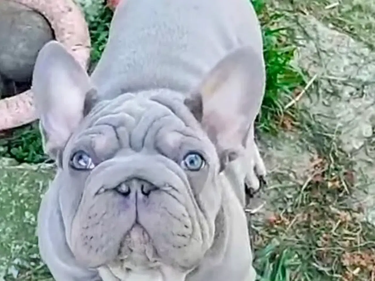Billede 4 - Fransk Velvet bulldog dreng.