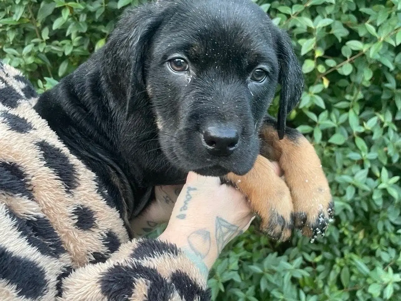 Billede 9 - Rottweiler blanding