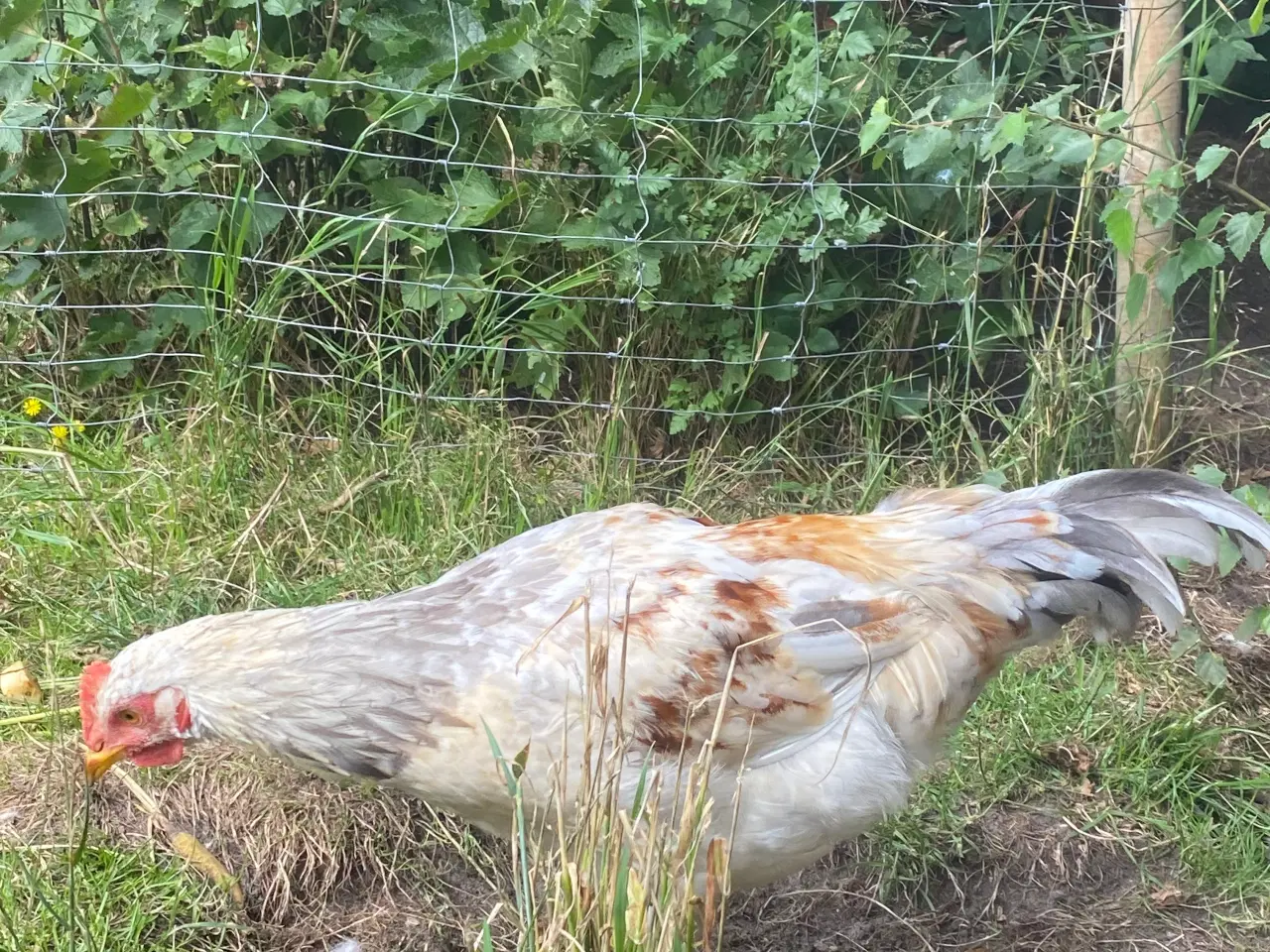 Billede 7 - 🐓 Smuk Svensk Blomsterhane søger nyt hjem 🌼 