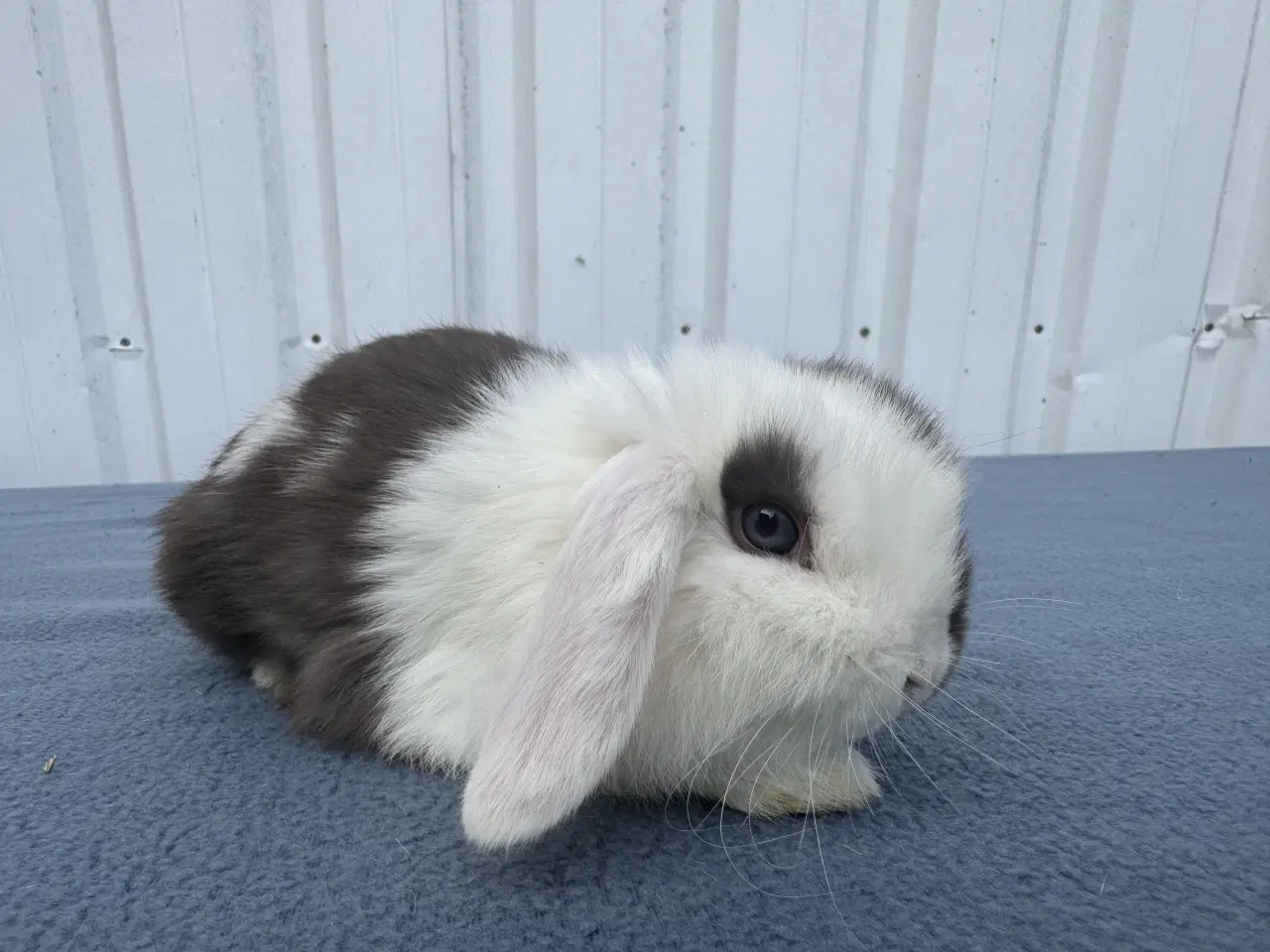 Billede 2 - Mini lop hankanin