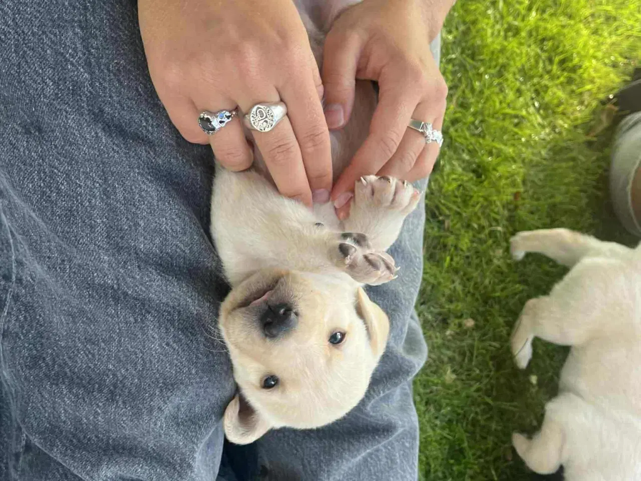 Billede 4 - Gule labrador hundehvalpe 30/8