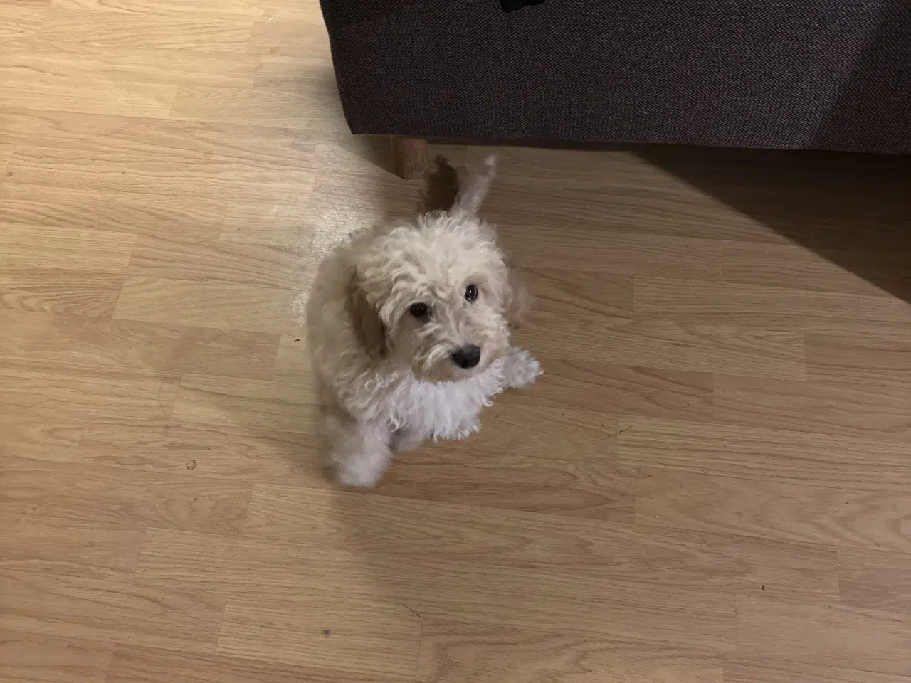 Billede 4 - Cockapoo hvalpe mangler deres nye hjem