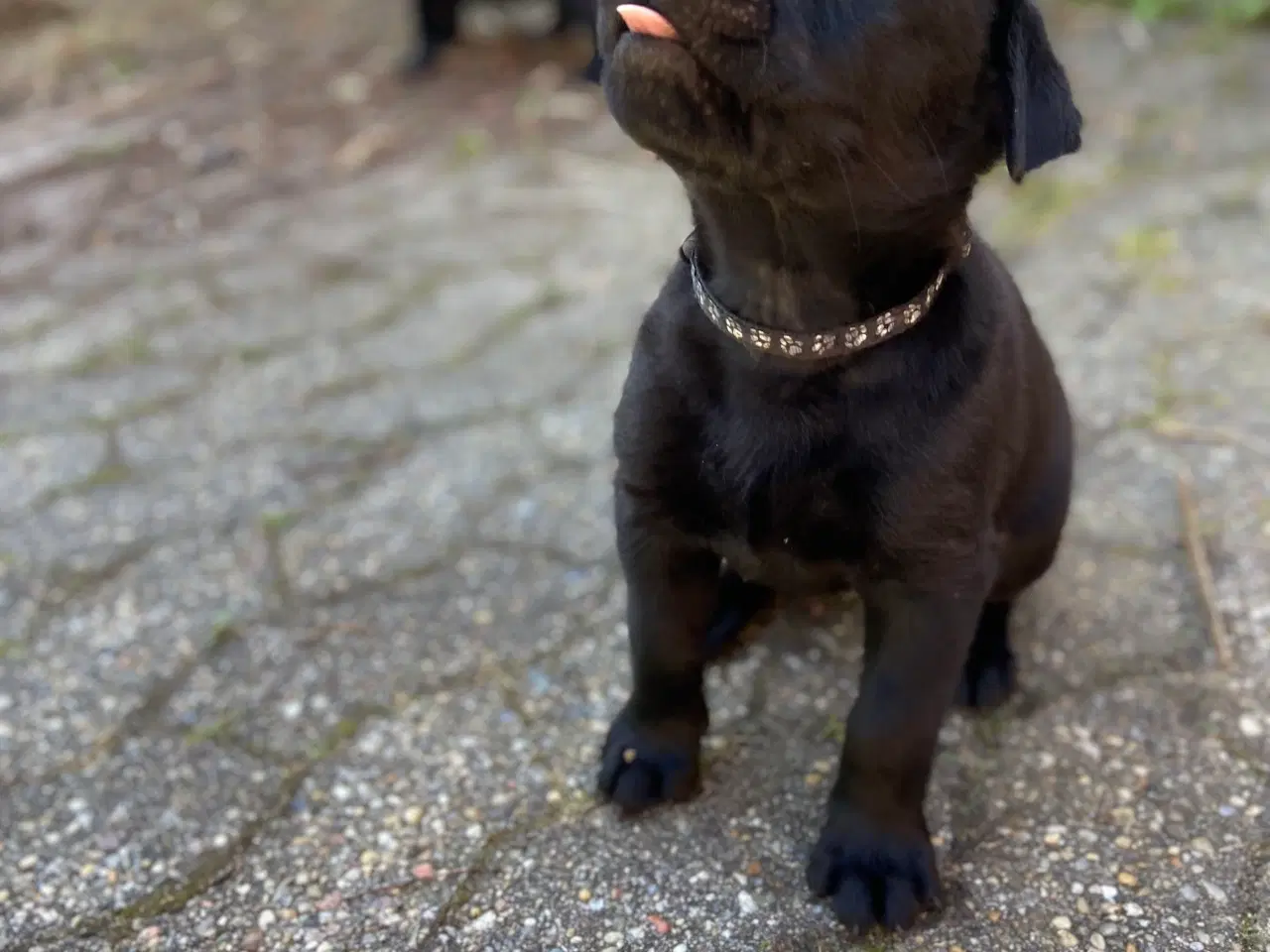 Billede 5 - Labrador (75%)/rottweiler (25%) blandinger 