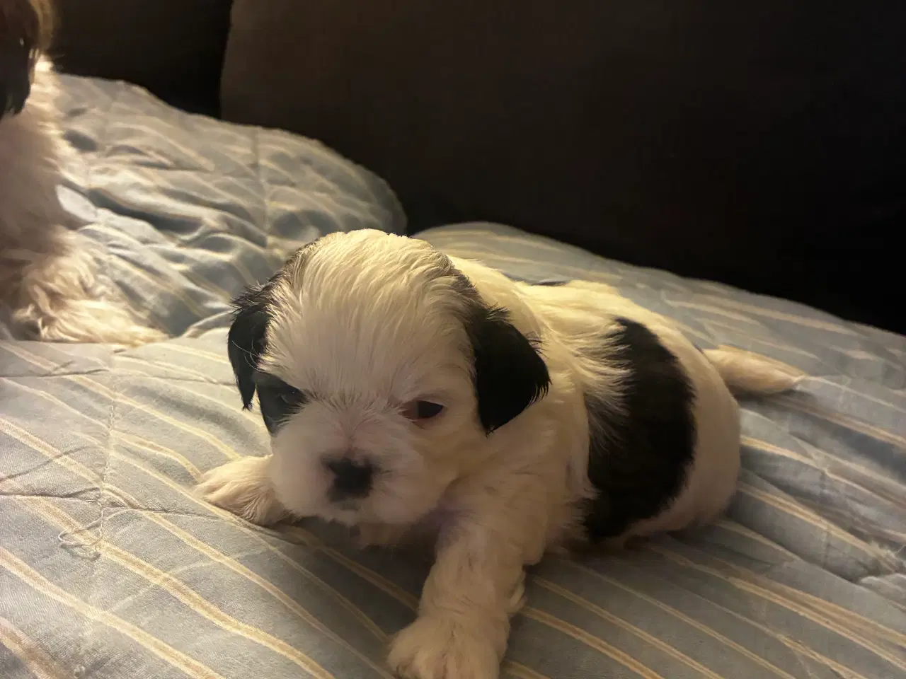 Billede 2 - Skønne Shih Tzu hvalpe