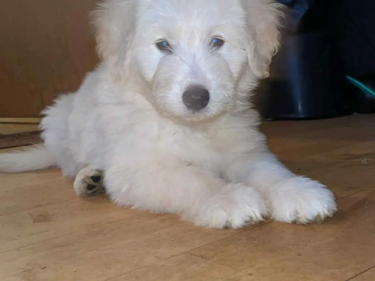 Billede 11 - Golden Doodle & Alaskan Malamute Hvalpe