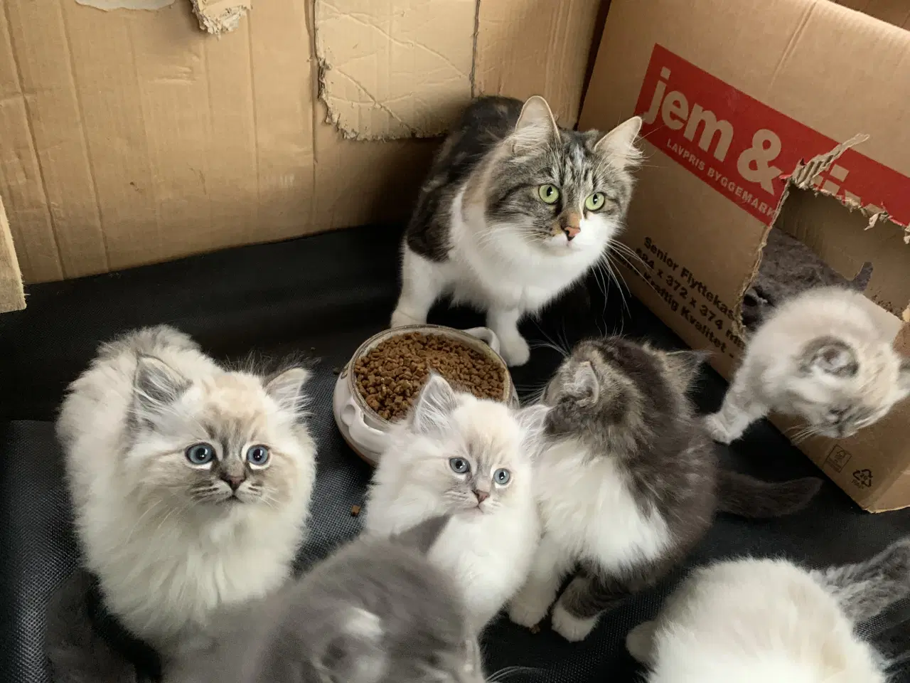 Billede 3 - Ragdoll killing