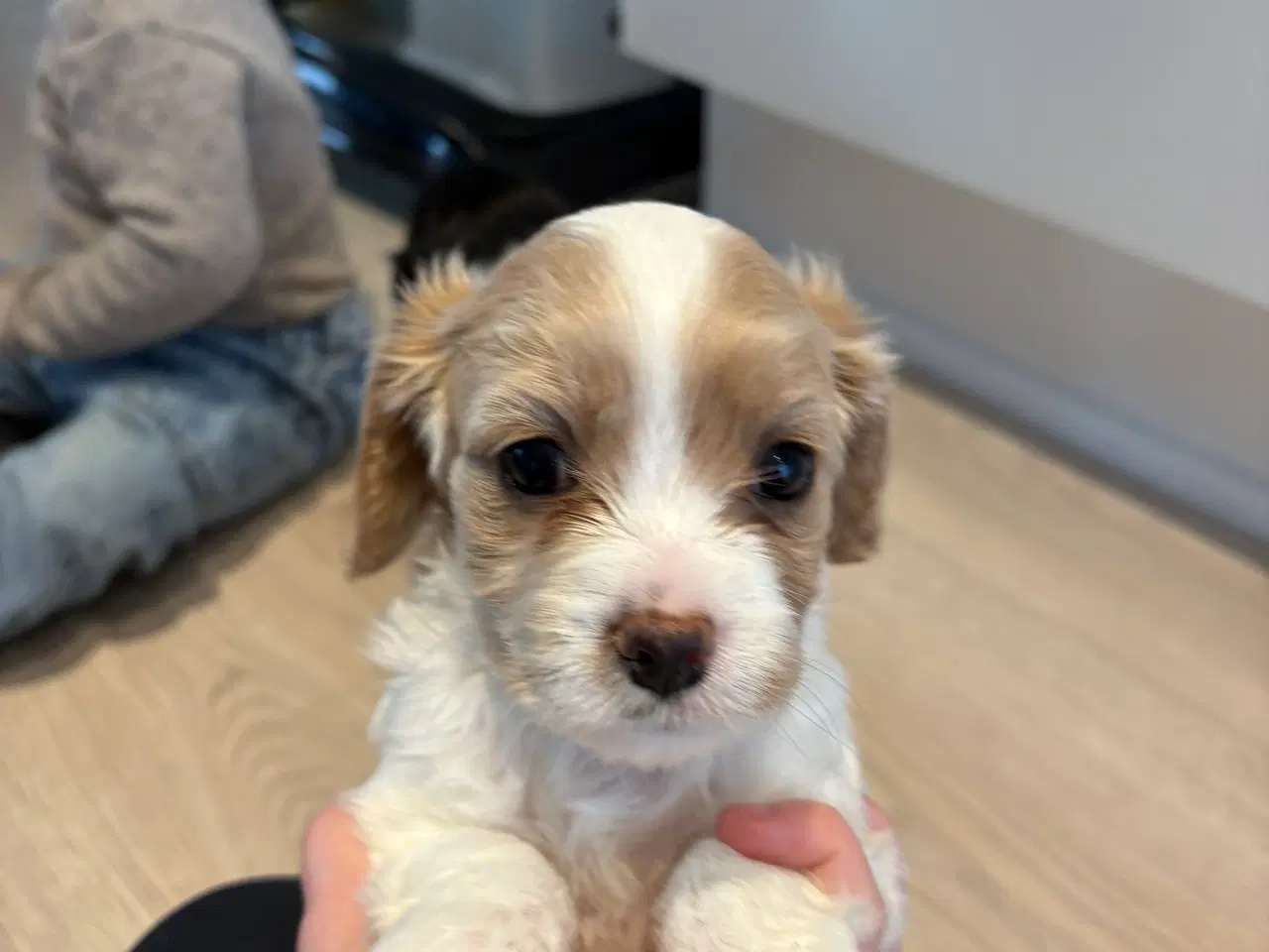 Billede 2 - Cavapoo hvalpe 