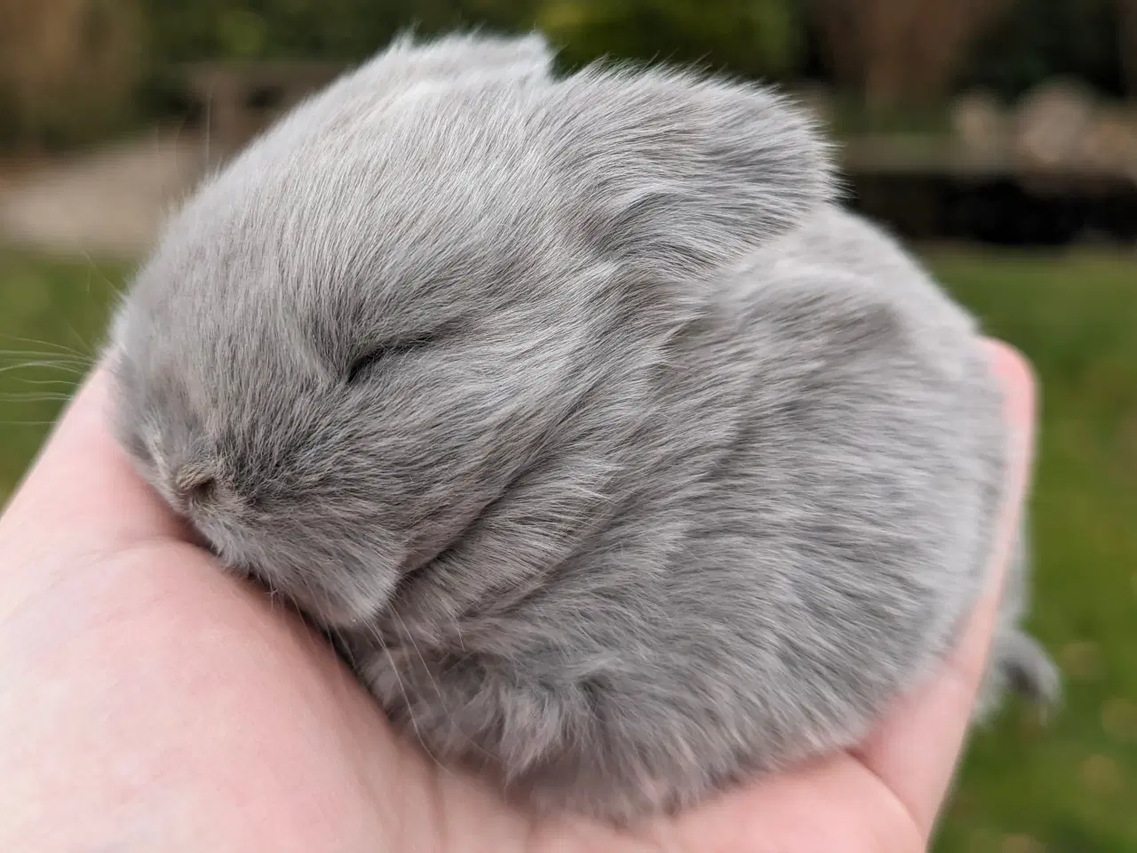 Billede 4 - Minilop kaninunge sælges 