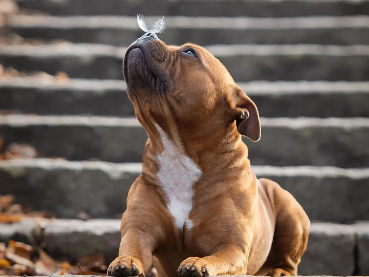 Billede 8 - Staffordshire Bull terrier tæve 