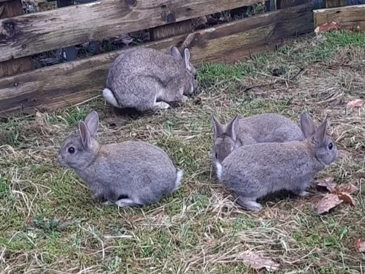 Billede 6 - Hermelin/dværg kaninunger til salg