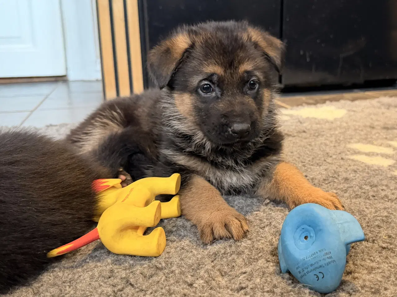 Billede 9 - Schæferhvalpe med stamtavle