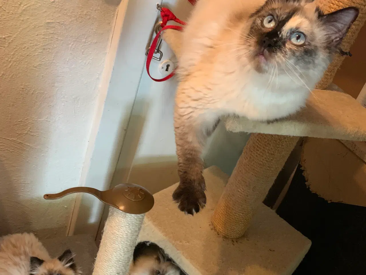 Billede 3 - Ragdoll hun kat, sælges til kæl