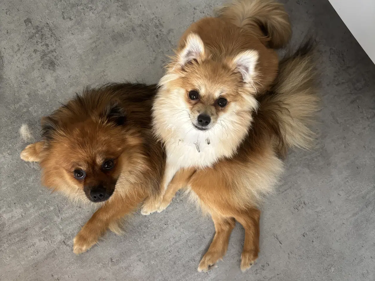 Billede 1 - Pomeranian hvalpe 4 drenge