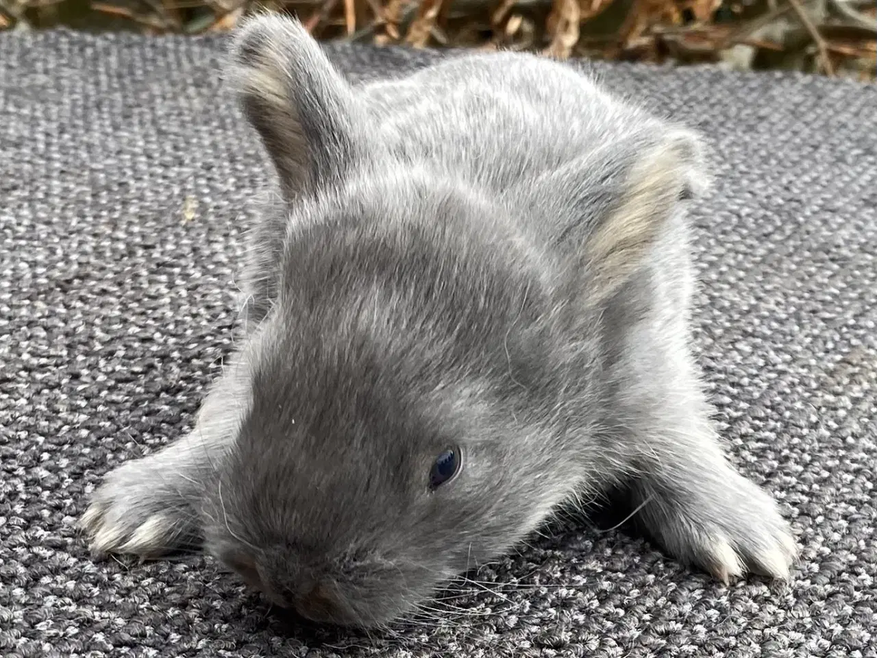 Billede 1 - FRANSK VÆDDER HAN VILDTBLÅ