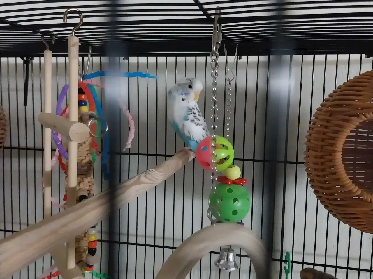 Billede 7 - 2 undulater