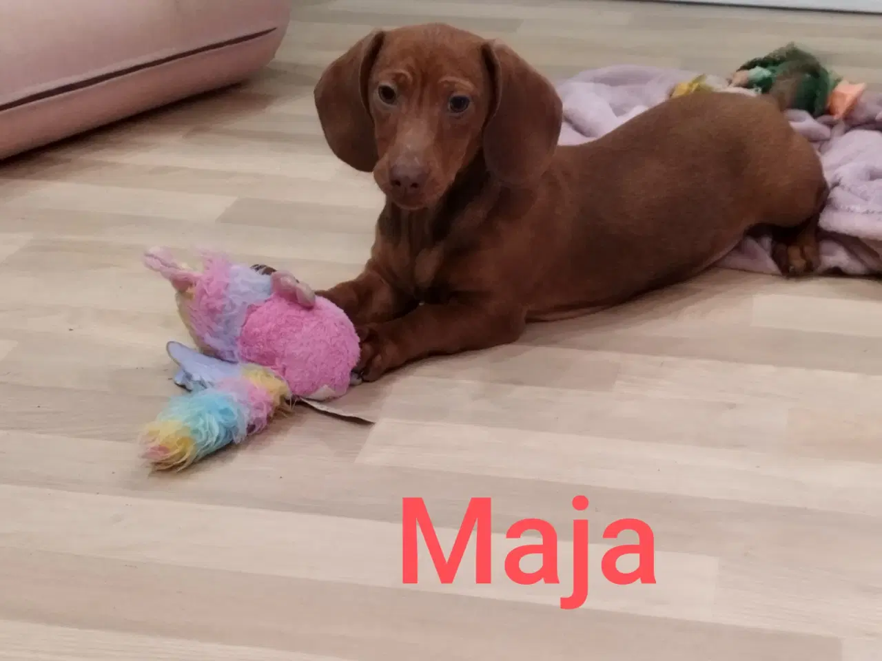 Billede 8 - Danmarks flottes Gravhunde korthåret 