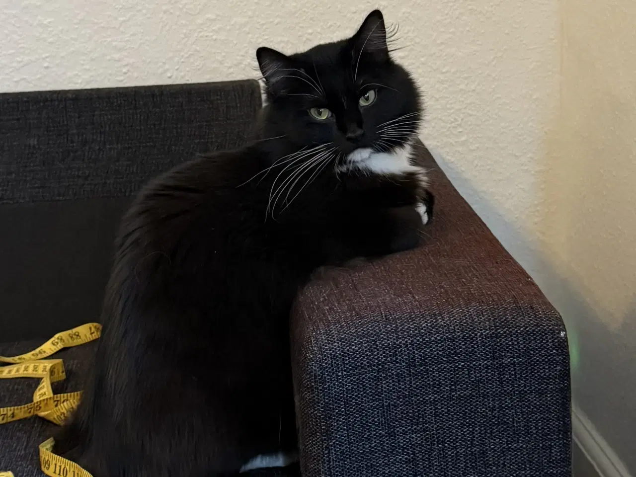 Billede 5 - Onkel Ole søger nyt hjem 