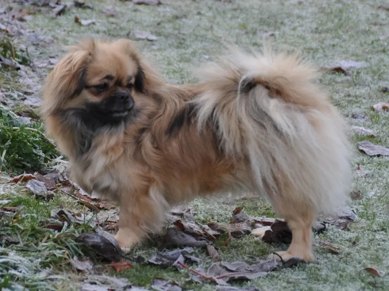 Billede 3 - Tibetansk Spaniel - pige 22 mdr.