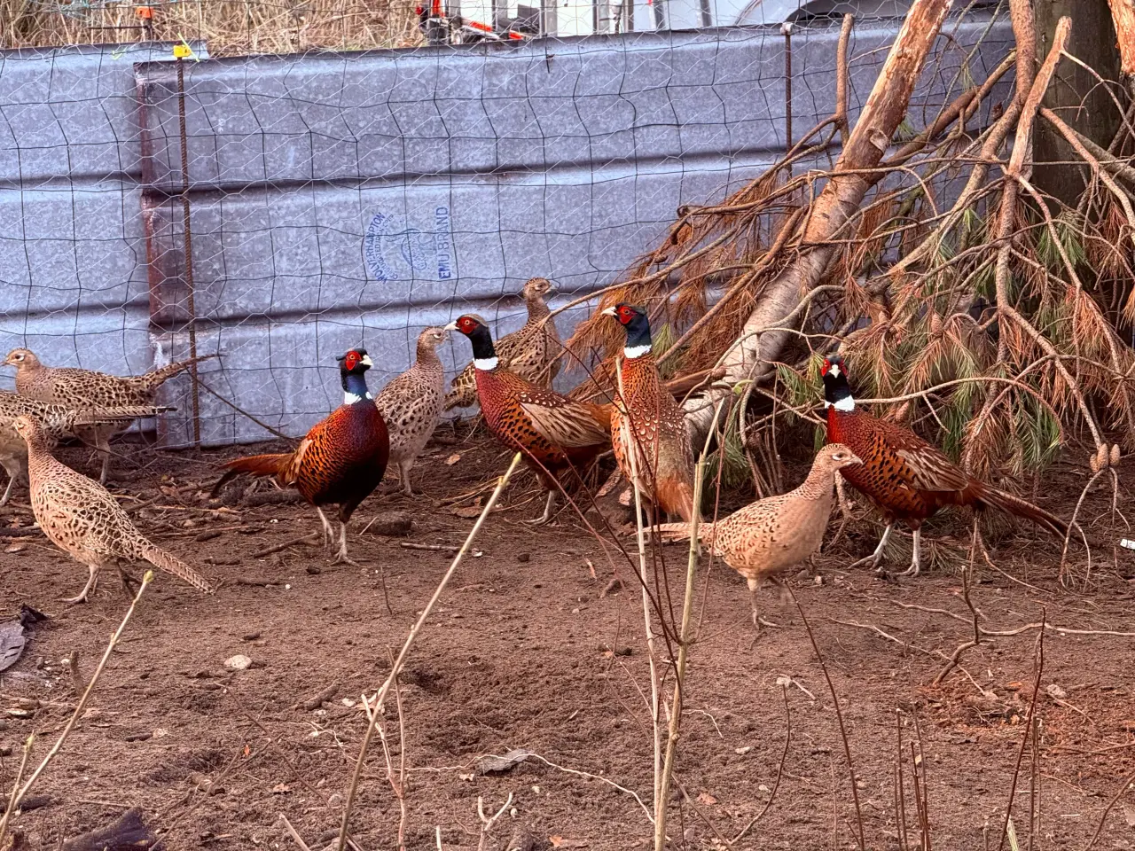 Billede 2 - Rugeæg jagtfasan