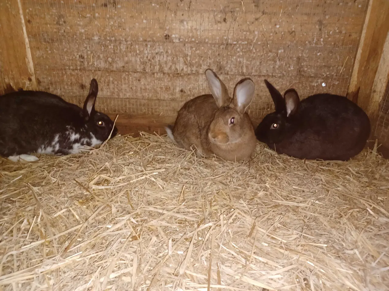 Billede 1 - New Zealand Red blandings hunner