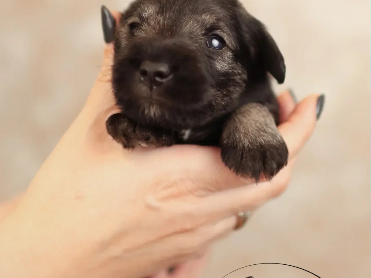 Billede 8 - Puppy Miniature Schnauzer, Dværgschnauzer FCI