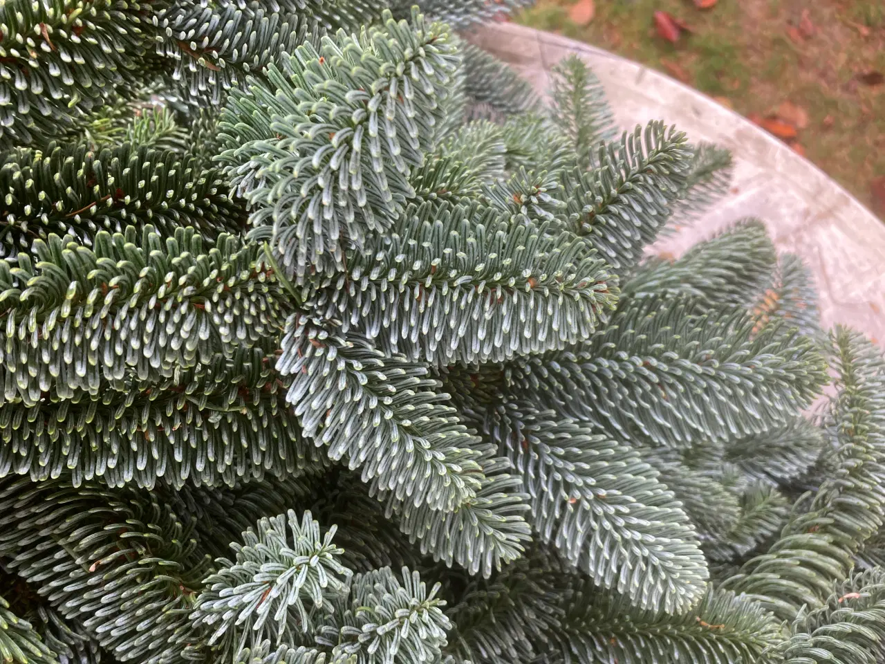 Billede 2 - 300 kg nobilis søges