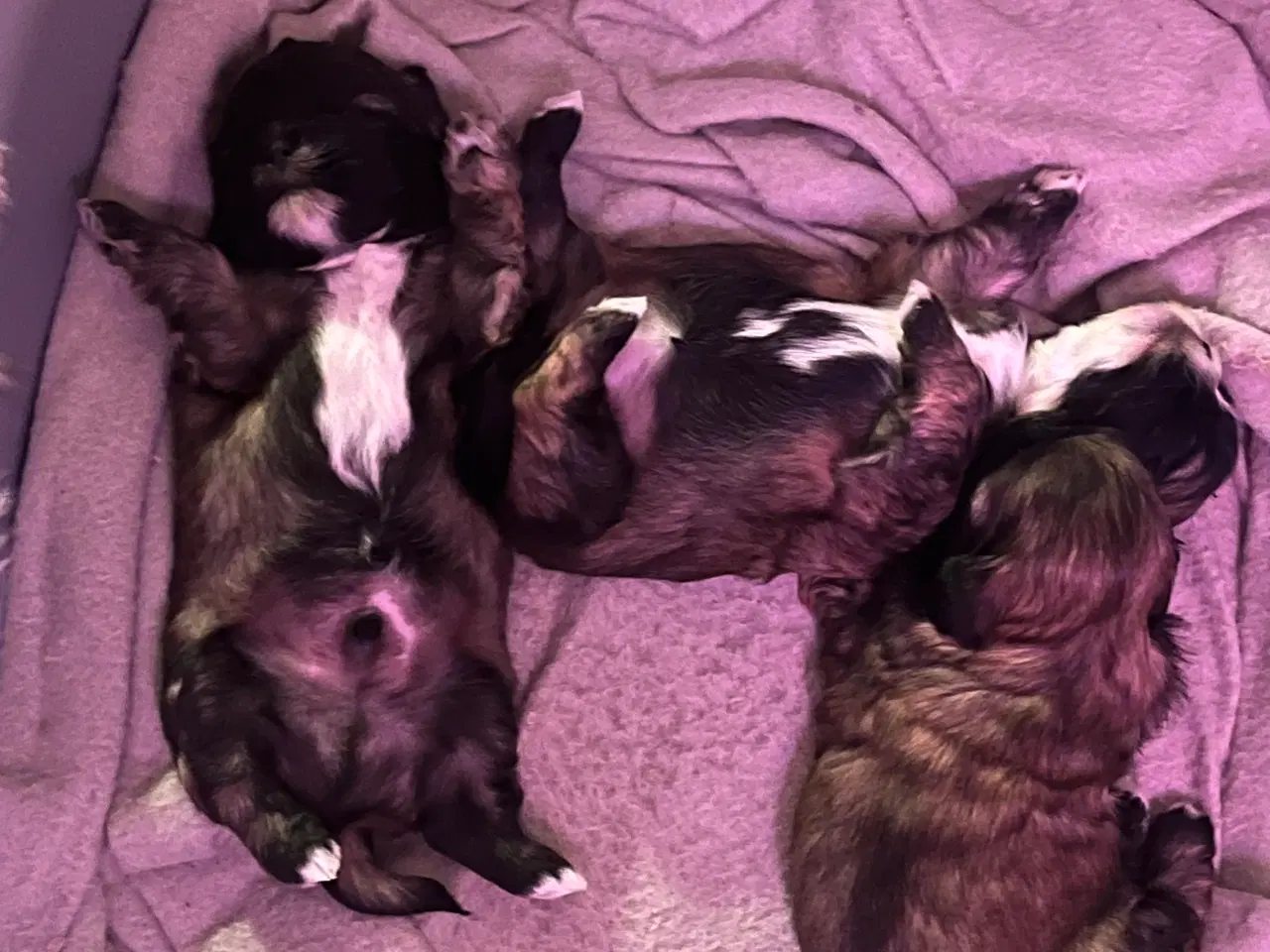 Billede 2 - Skønne Shih tzu hvalpe