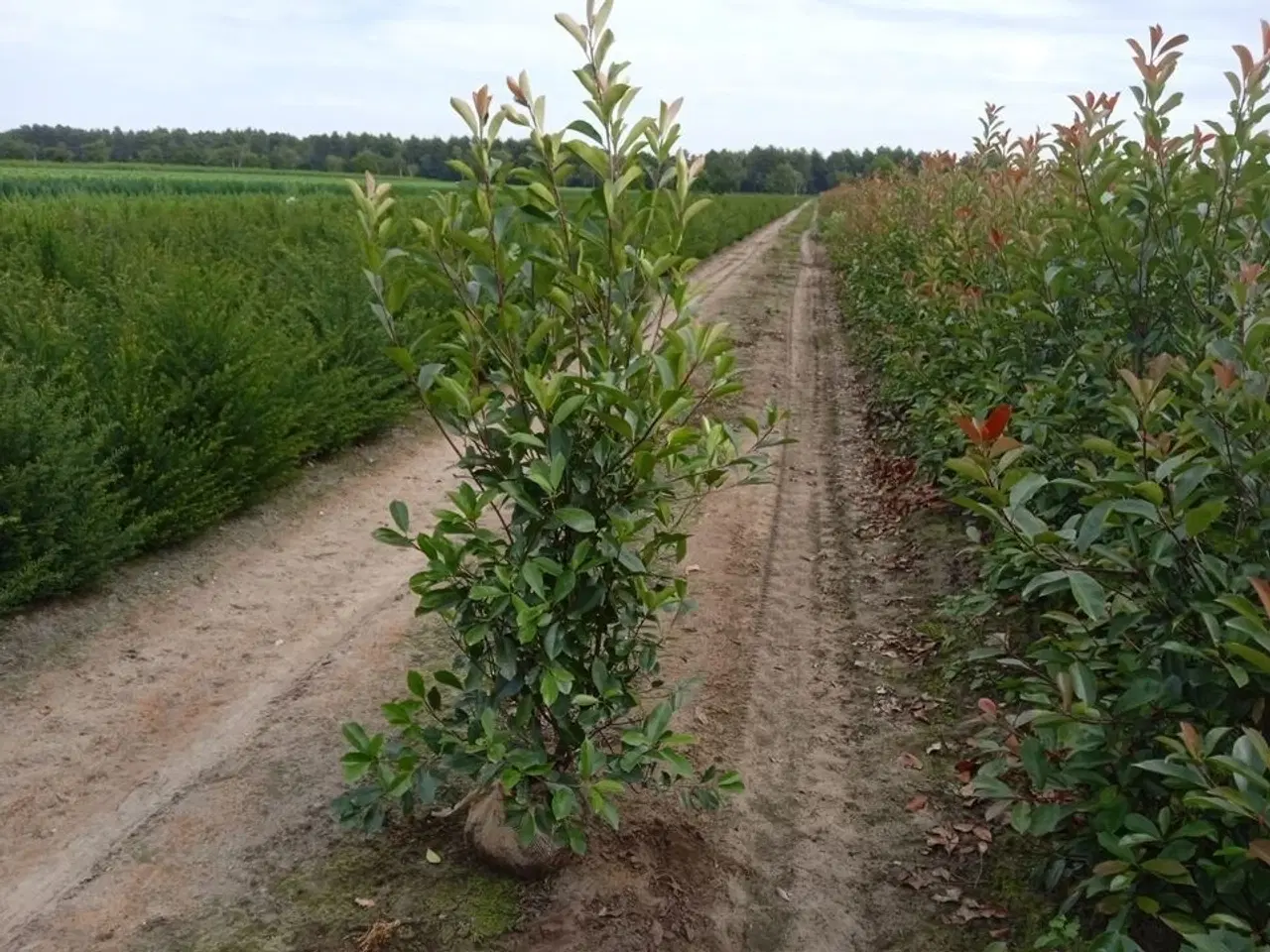Billede 1 - 35 stk. Photinia red robin 150-175 cm.