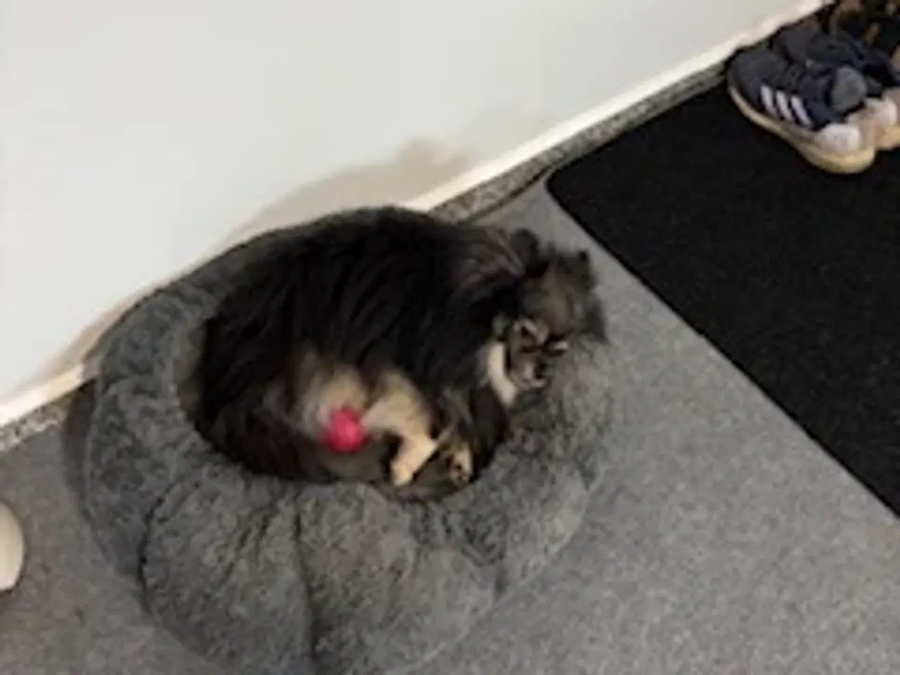 Billede 6 - Pomeranian hvalpe