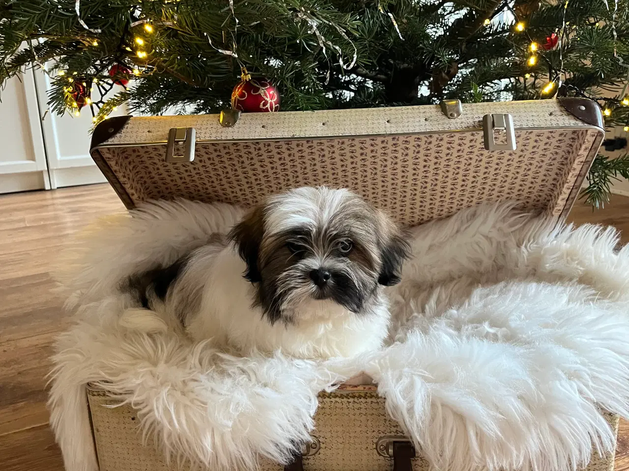 Billede 4 - Lhasa Apso hvalpe 