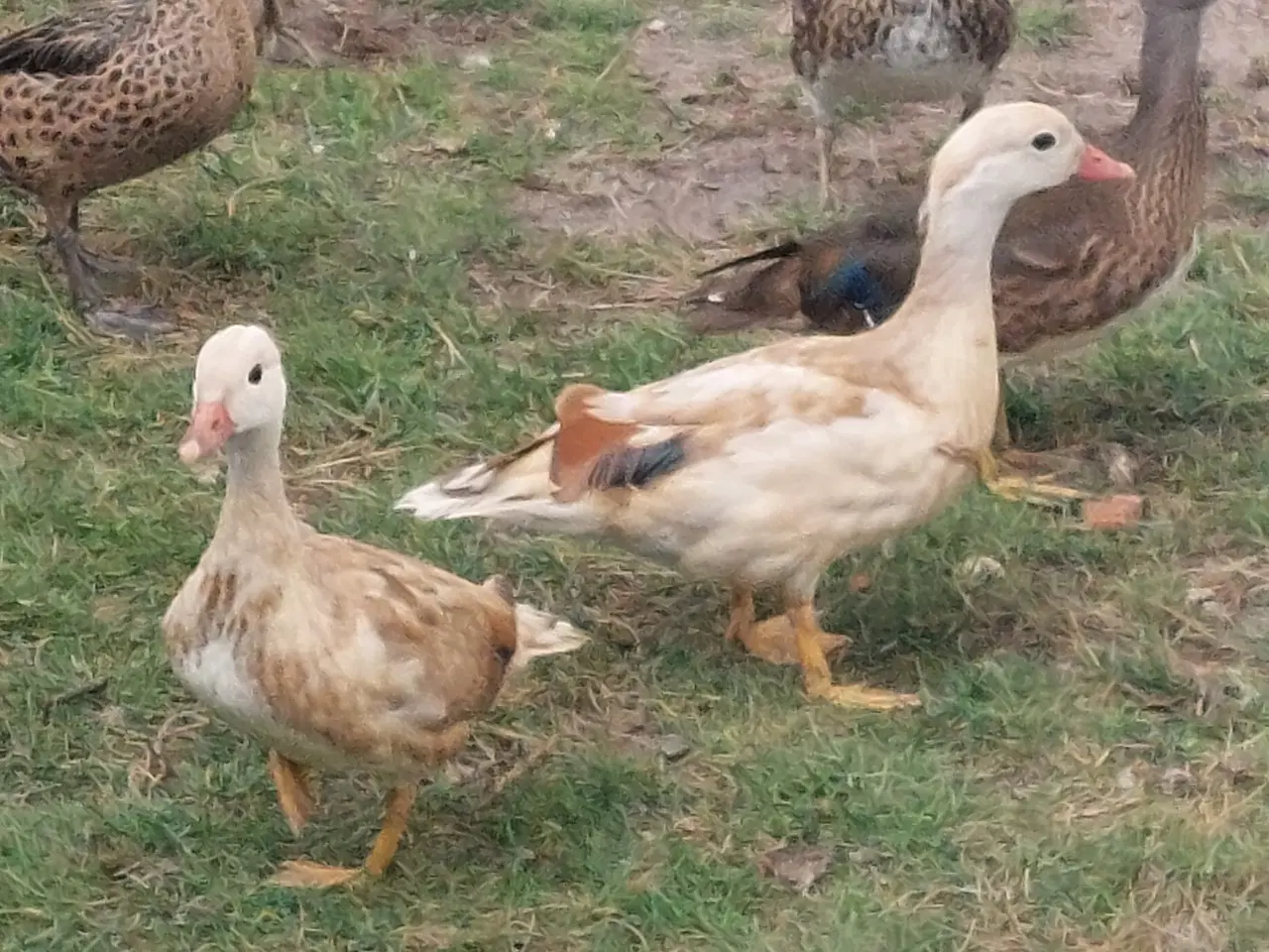Billede 1 - Gul mandarin ænder 