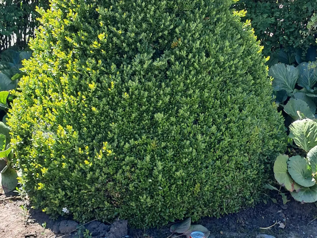 Billede 5 - Store sten og haveplanter bortgives 