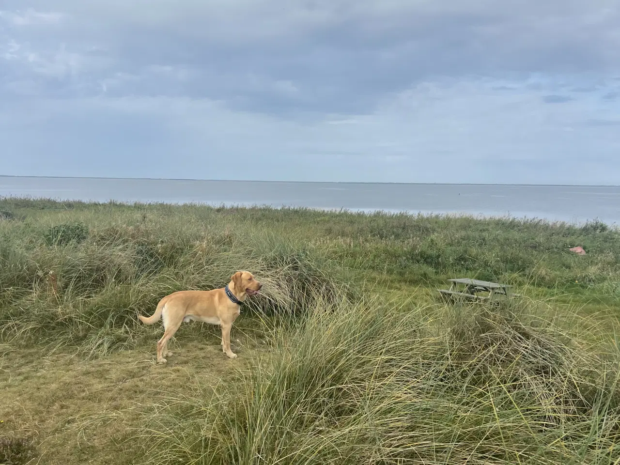 Billede 6 - Rød/gul labrador tilbydes til parring