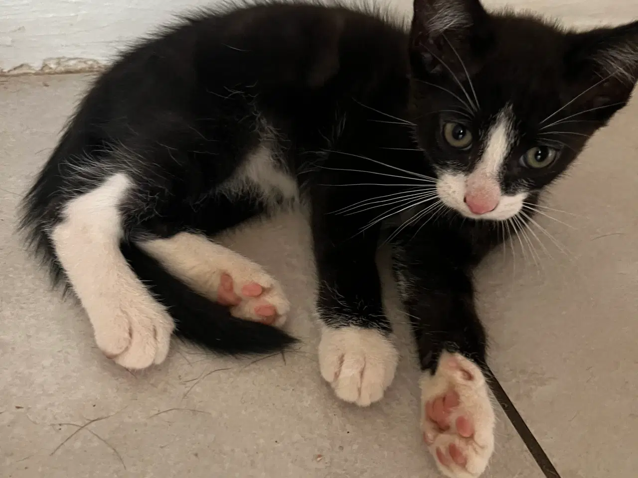 Billede 2 - 2 skønne brødre.