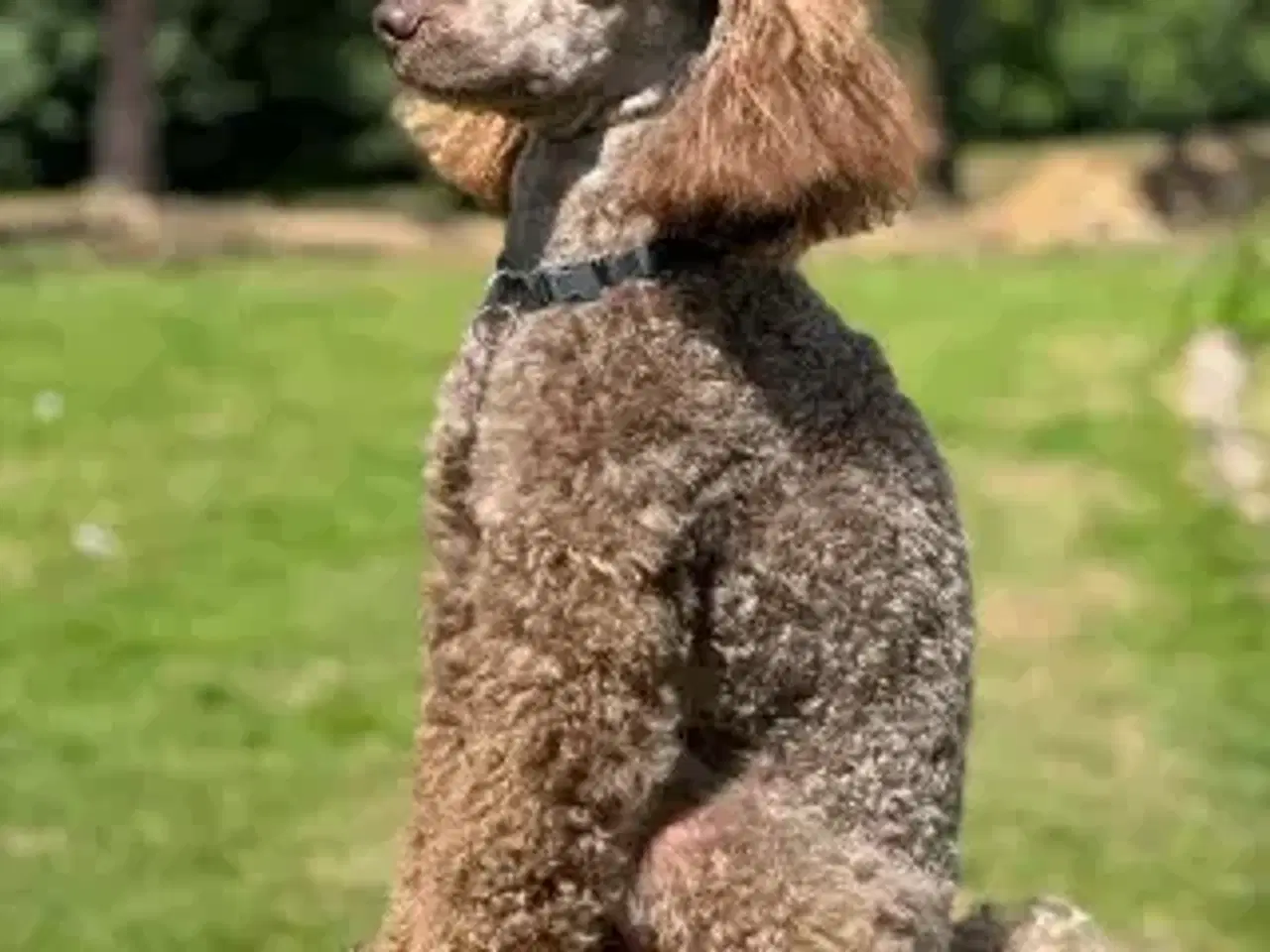 Billede 3 - 4 puddel avls hanner tilbydes til avl